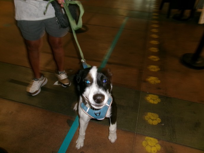 Shelter Stray Male Dog last seen , 14409 Vanowen St, Van Nuys, CA 91405, USA