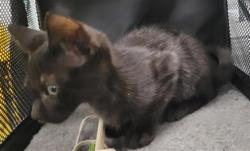 Shelter Stray Male Cat last seen , 14409 Vanowen St, Van Nuys, CA 91405, USA