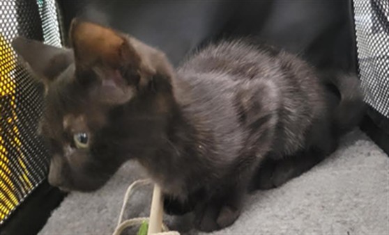 Shelter Stray Male Cat last seen , 14409 Vanowen St, Van Nuys, CA 91405, USA