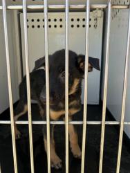 Shelter Stray Male Dog last seen Near BLK FLOWER ST, BAKERSFIELD, CA, 201 S Mt Vernon Ave, Bakersfield, CA 93307, USA