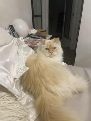 Lost Male Cat last seen Near 192st diversion, Surrey, BC V4N 6A3