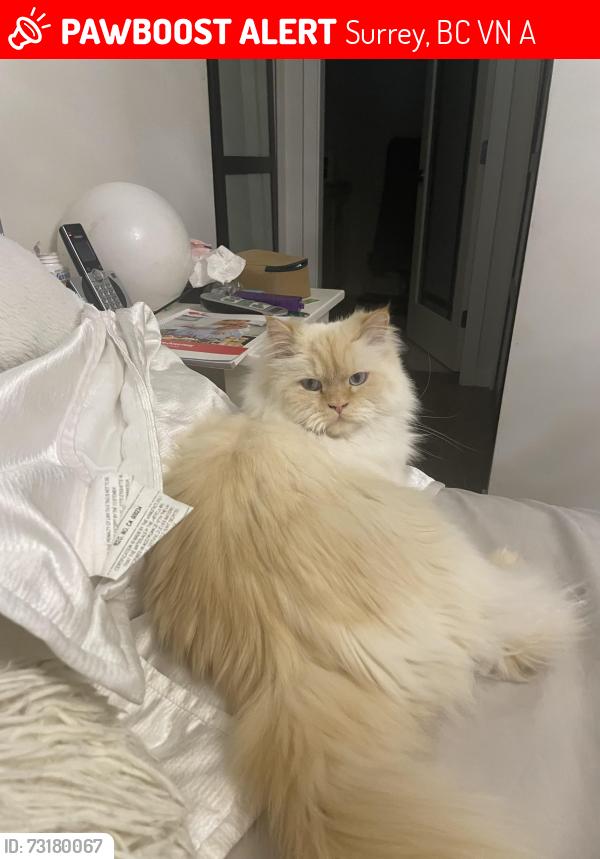 Lost Male Cat last seen Near 192st diversion, Surrey, BC V4N 6A3