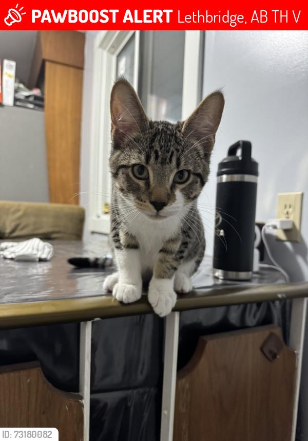 Lost Male Cat last seen Winston Churchill and Park meadows area, Lethbridge, AB T1H 1V8