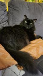 Reunited Female Cat last seen Saint Eloi, Oshawa Blvd, Oshawa, ON L1H 2N4