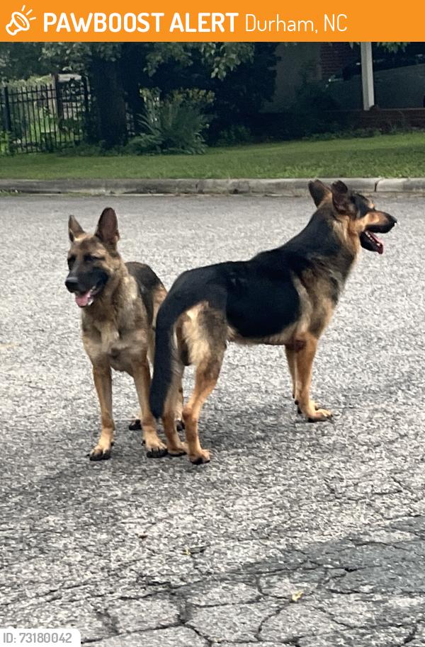 Found/Stray Male Dog last seen Sheetz, Duke & Frazier streets, Durham, NC 27704