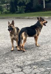 Found/Stray Male Dog last seen Sheetz, Duke & Frazier streets, Durham, NC 27704