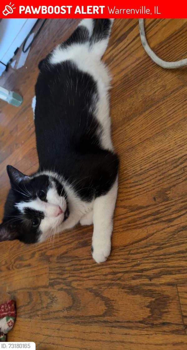 Lost Male Cat last seen Warrenville IL, Warrenville, IL 60555