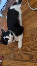 Lost Male Cat last seen Warrenville IL, Warrenville, IL 60555