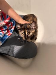 Found/Stray Female Cat last seen Clark Elementary, Portland, OR 97216