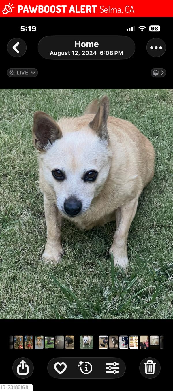 Lost Female Dog last seen McCall and barbara, Selma, CA 93662