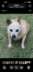Lost Female Dog last seen McCall and barbara, Selma, CA 93662