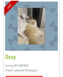 Lost Male Cat last seen 66a 192st diversion, Surrey, BC 