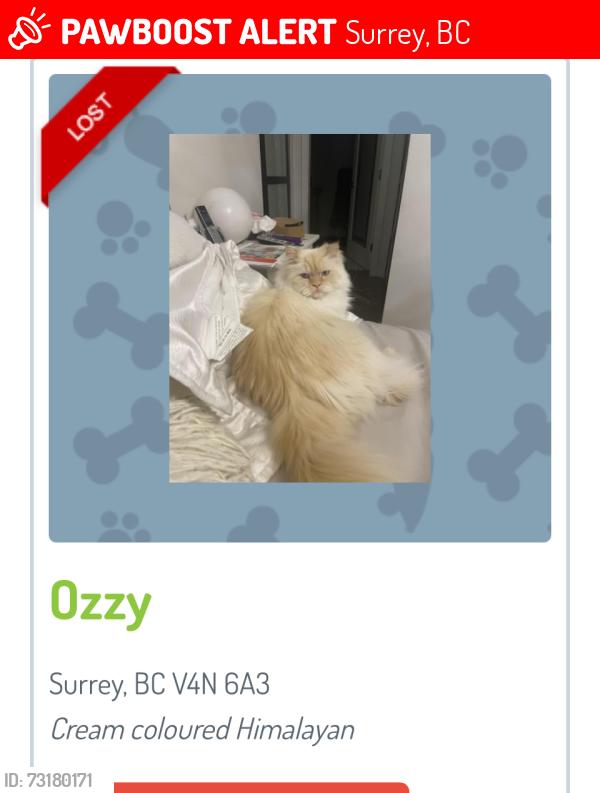 Lost Male Cat last seen 66a 192st diversion, Surrey, BC 