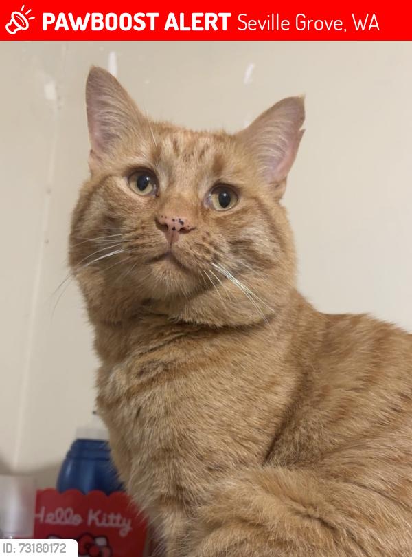 Lost Male Cat last seen seville grove, Seville Grove, WA 6112