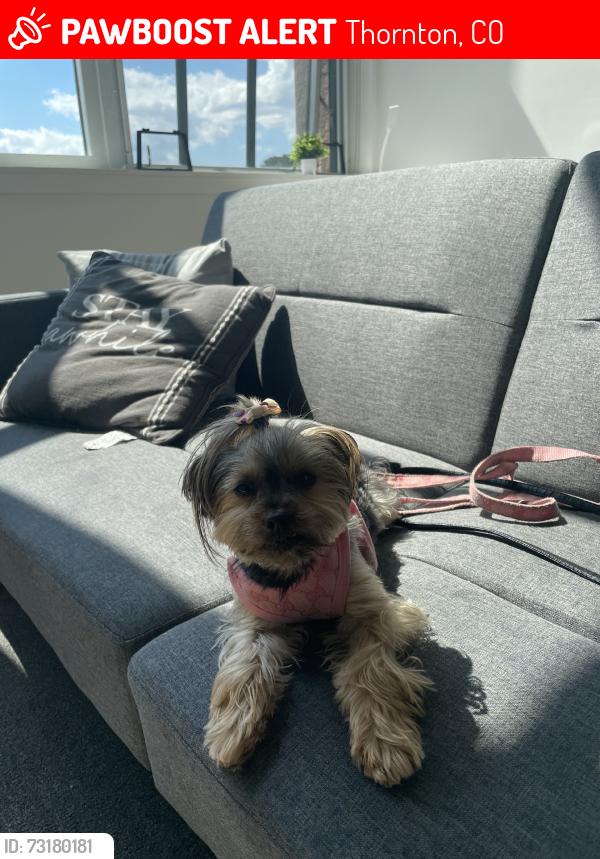 Lost Female Dog last seen Caraway apmt, Thornton, CO 80221