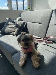 Lost Female Dog last seen Caraway apmt, Thornton, CO 80221