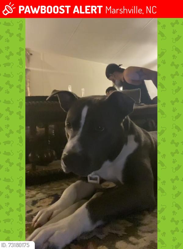 Lost Female Dog last seen vann sneed rd, Marshville, NC 28103