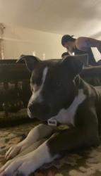 Lost Female Dog last seen vann sneed rd, Marshville, NC 28103
