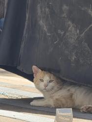 Found/Stray Unknown Cat last seen Clinton st and E 113th ave, Commerce City, CO 80640