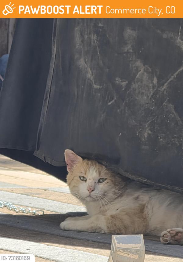 Found/Stray Unknown Cat last seen Clinton st and E 113th ave, Commerce City, CO 80640