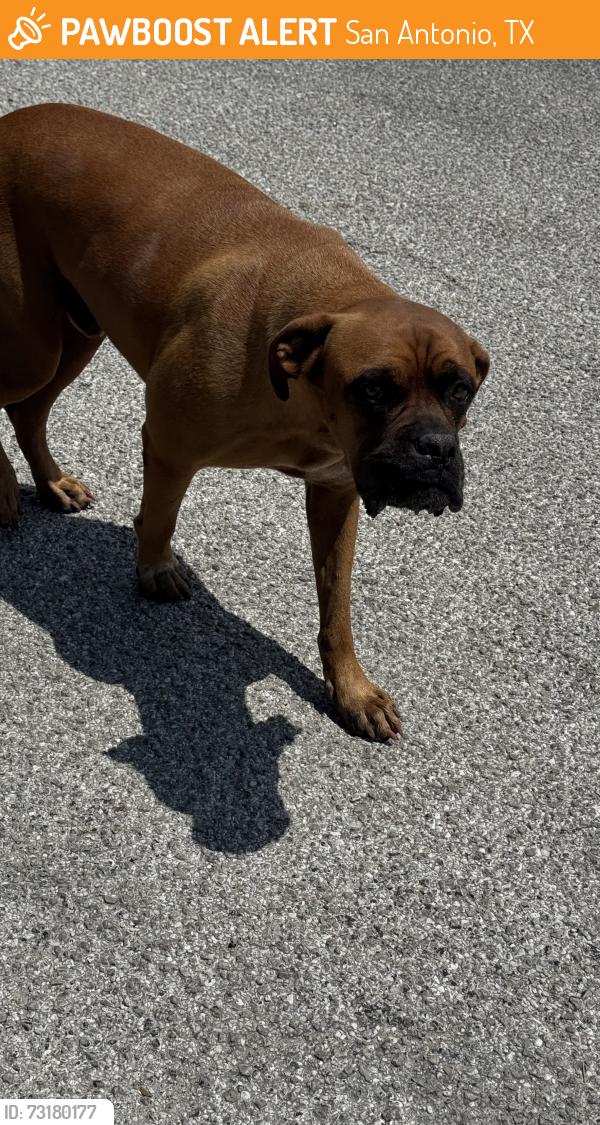 Found/Stray Male Dog last seen Pittman-Sullivan park by the school parking lot and tennis courts, San Antonio, TX 78203