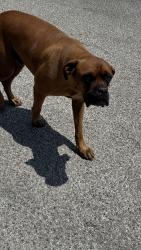Found/Stray Male Dog last seen Pittman-Sullivan park by the school parking lot and tennis courts, San Antonio, TX 78203