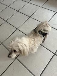 Found/Stray Male Dog last seen Laurel trail, Cypress, TX 77433