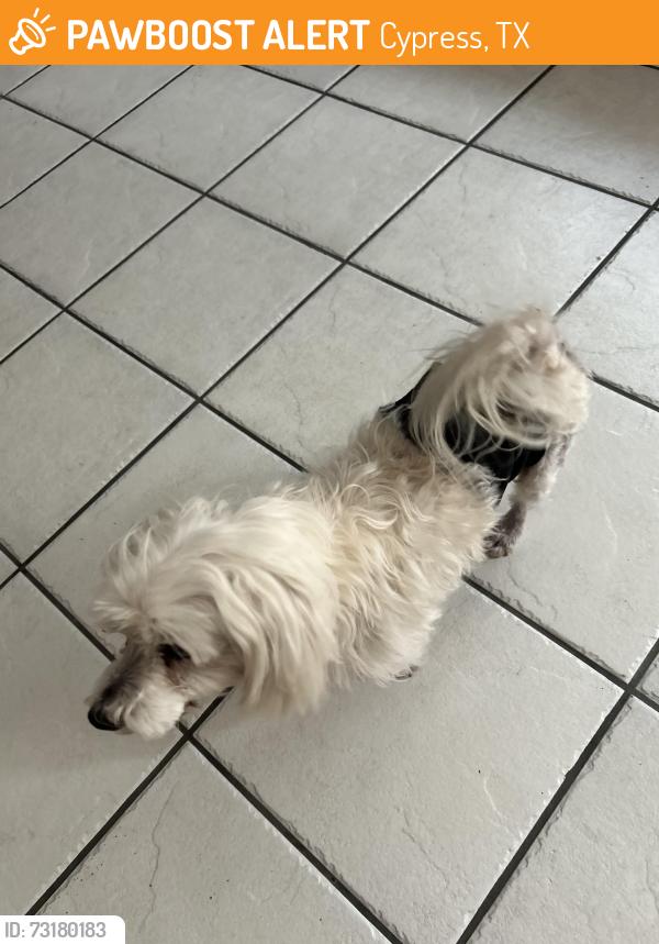 Found/Stray Male Dog last seen Laurel trail, Cypress, TX 77433