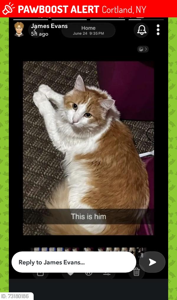 Lost Unknown Cat last seen Possibly seen near doller gen, Cortland, NY 13045