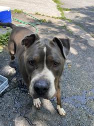 Found/Stray Female Dog last seen Spring and John, Syracuse, NY 13208