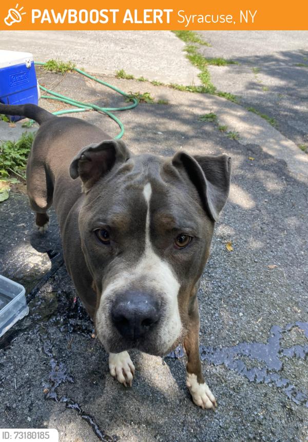 Found/Stray Female Dog last seen Spring and John, Syracuse, NY 13208