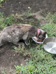 Reunited Female Cat last seen Daniel St. and Browning, Arlington, TX 76010
