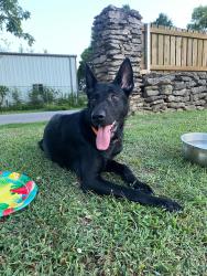 Found/Stray Female Dog last seen Hickory Hollow, Claremore, OK 74019