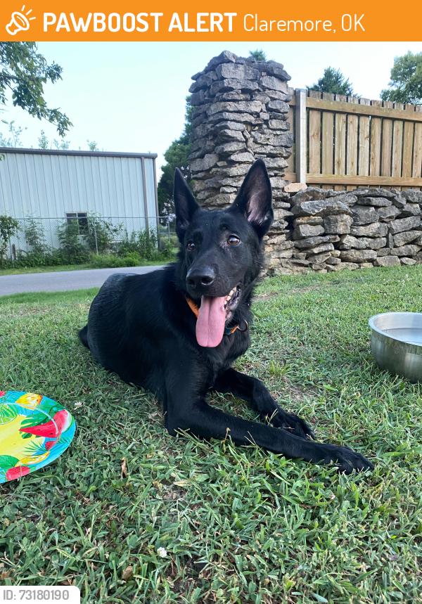 Found/Stray Female Dog last seen Hickory Hollow, Claremore, OK 74019