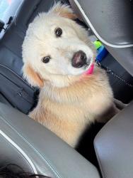 Lost Female Dog last seen E Lucas Dr, Beaumont, TX 77703