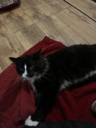 Reunited Unknown Cat last seen Soho Benson Road Metro Station, West Midlands, England B18 5TS