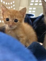 Shelter Stray Male Cat last seen Home basement on Scott St, Memphis, TN, 935 Farm Rd, Memphis, TN 38134, USA