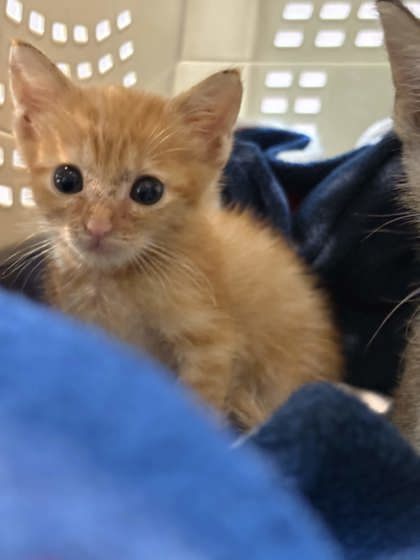 Shelter Stray Male Cat last seen Home basement on Scott St, Memphis, TN, 935 Farm Rd, Memphis, TN 38134, USA
