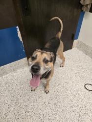Shelter Stray Male Dog last seen Near lathrop st, Atlanta, GA, 1251 Fulton Industrial Blvd NW, Atlanta, GA 30336, USA