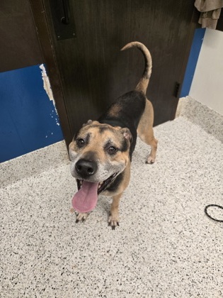 Shelter Stray Male Dog last seen Near lathrop st, Atlanta, GA, 1251 Fulton Industrial Blvd NW, Atlanta, GA 30336, USA