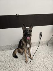 Shelter Stray Female Dog last seen Near Boulder Park Dr SW, Atlanta, GA, 1251 Fulton Industrial Blvd NW, Atlanta, GA 30336, USA