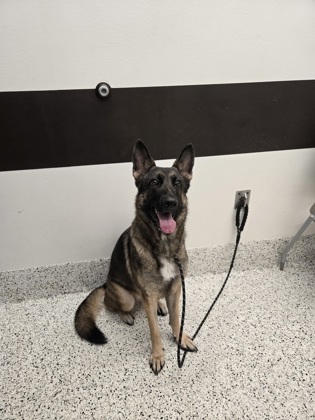 Shelter Stray Female Dog last seen Near Boulder Park Dr SW, Atlanta, GA, 1251 Fulton Industrial Blvd NW, Atlanta, GA 30336, USA