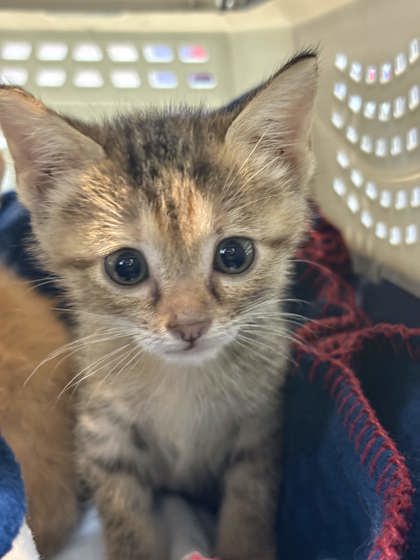 Shelter Stray Female Cat last seen Home basement on Scott St, Memphis, TN, 935 Farm Rd, Memphis, TN 38134, USA
