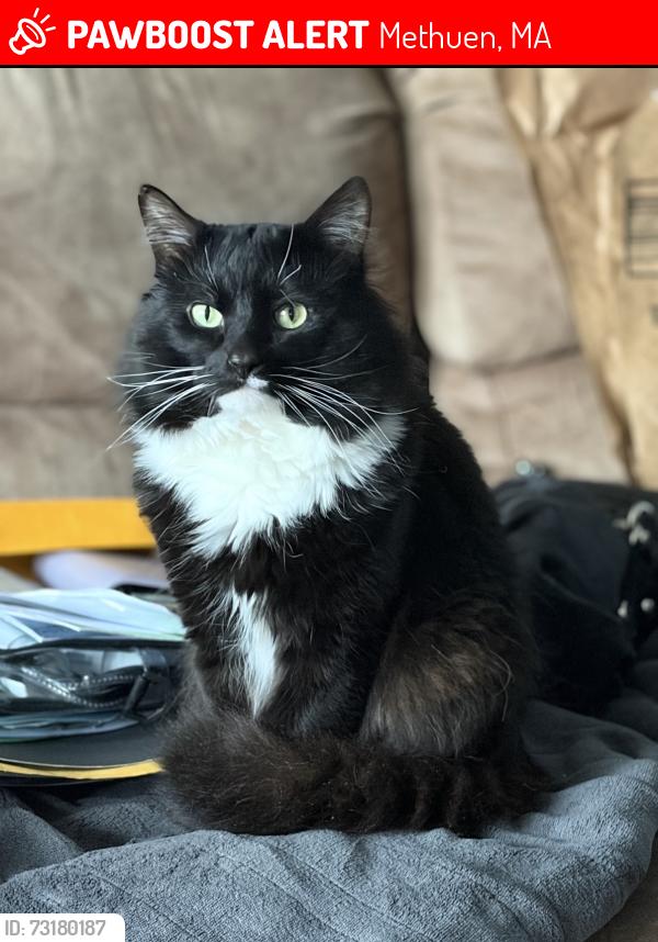 Lost Male Cat last seen Stevens St between High and Pleasant, Methuen, MA 01844