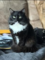 Lost Male Cat last seen Stevens St between High and Pleasant, Methuen, MA 01844