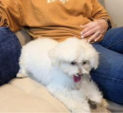 Lost Male Dog last seen Near se 12th st, Homestead, FL 33035