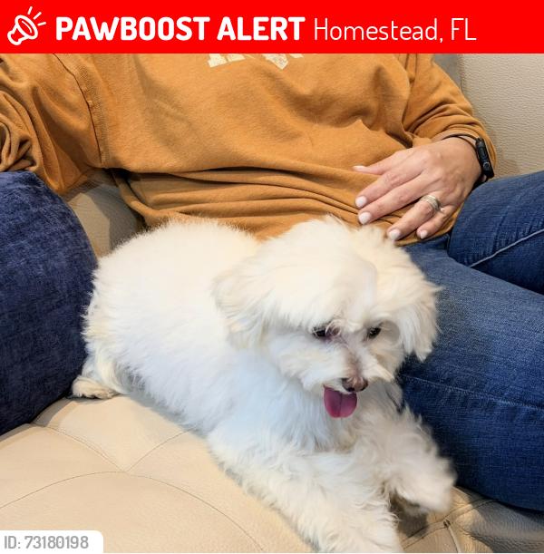 Lost Male Dog last seen Near se 12th st, Homestead, FL 33035