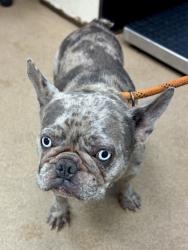 Shelter Stray Female Dog last seen Near Rock Mountain Rd, Lithonia, GA 30058, 30058, GA, 3280 Chamblee Dunwoody Rd, Chamblee, GA 30341, USA