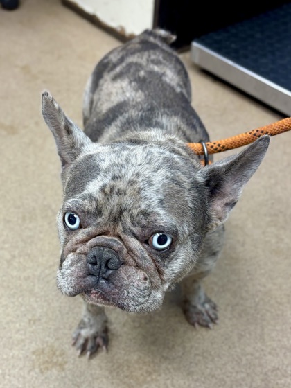 Shelter Stray Female Dog last seen Near Rock Mountain Rd, Lithonia, GA 30058, 30058, GA, 3280 Chamblee Dunwoody Rd, Chamblee, GA 30341, USA