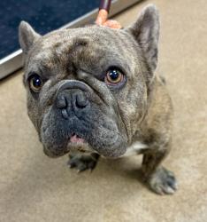Shelter Stray Male Dog last seen Near Rock Mountain Rd, Lithonia, GA 30058, 30058, GA, 3280 Chamblee Dunwoody Rd, Chamblee, GA 30341, USA